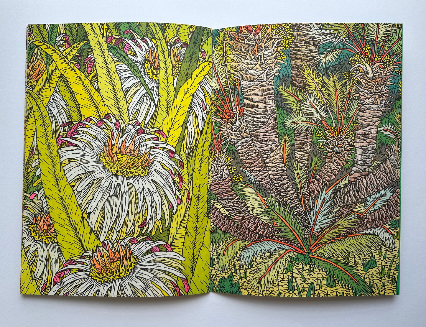 LES SUCCULENTES  by Clement Vuillier
